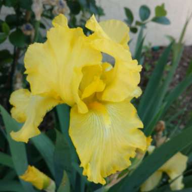 Bearded Iris 'Harvest of Memories' (Tall)