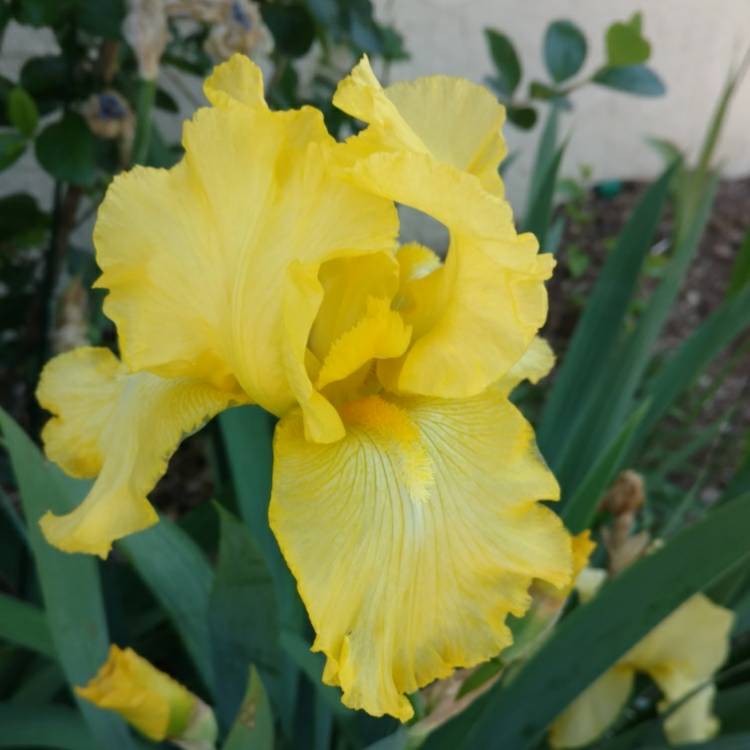 plant image 1394192