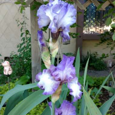 Bearded Iris 'Earl Of Essex' (Tall)