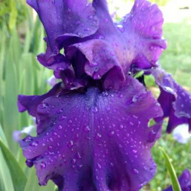 Bearded Iris 'Titan's Glory's (Tall)