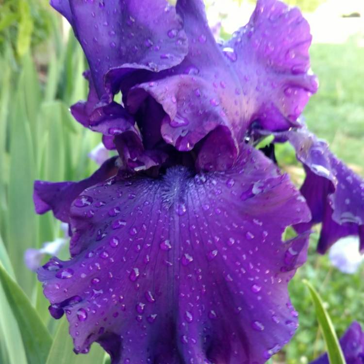 plant image 1394196