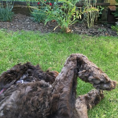 Lindsay's garden