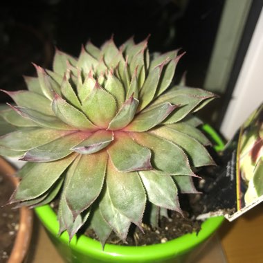 Hen and Chicks
