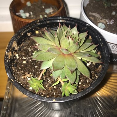 Hen and Chicks