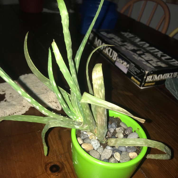 plant image 1107278