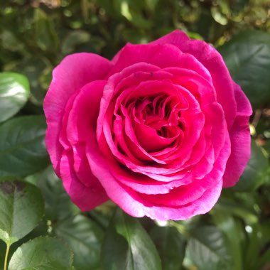 Rose 'Claire Marshall' (Floribunda)