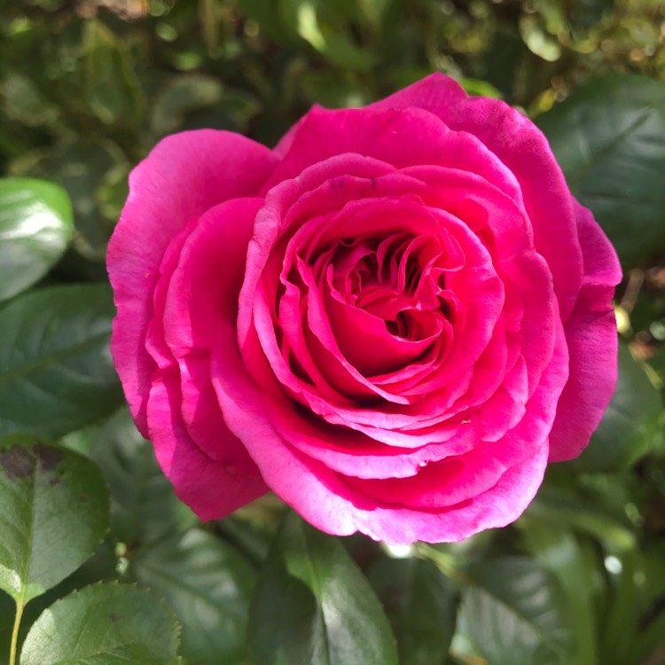 Plant image Rosa 'Harunite' syn. Rosa 'Claire Marshall', Rosa 'Jennifer Rose'
