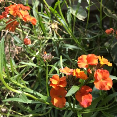 Wallflower 'Citrona Orange'