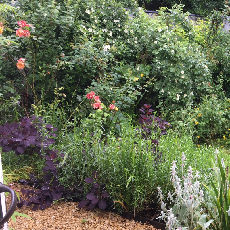 Lydia's garden