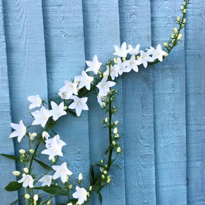 Lydia's garden