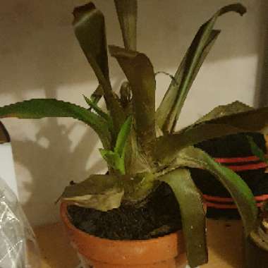 Guzmania lingulata