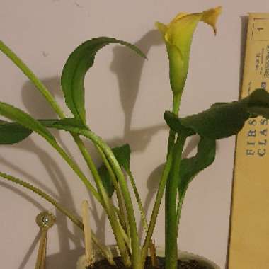 Zantedeschia rehmannii