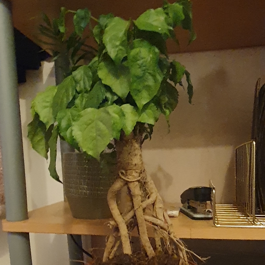 plant image 1414152