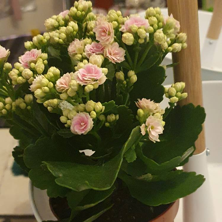 Plant image Kalanchoe blossfeldiana 'Calandiva Pink'