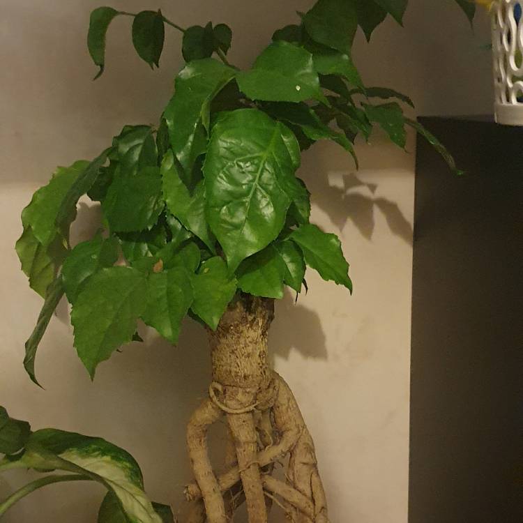 plant image 1418308