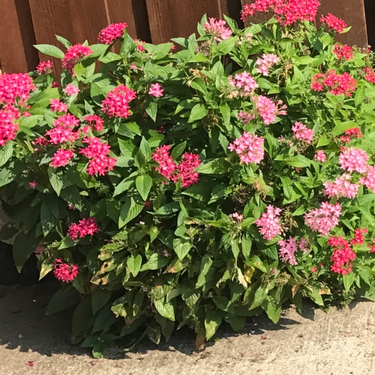 Plant image Pentas
