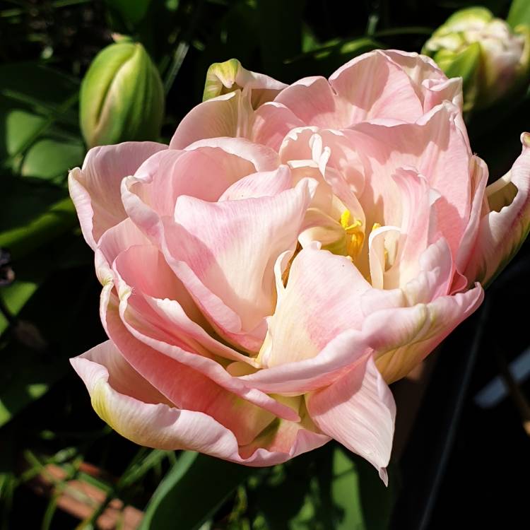 Plant image Tulipa 'Angelique'