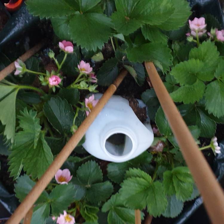 plant image 1017254 plant image 1017254