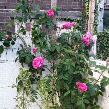 Rosa 'Ausbord' syn. Rosa 'Gertrude Jekyll'