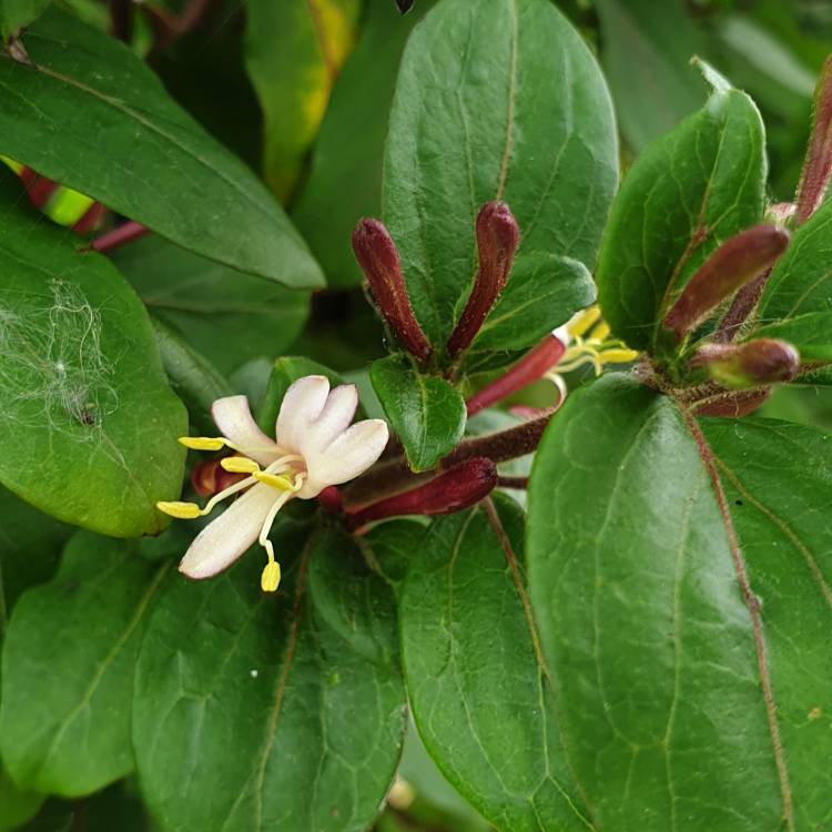Plant image Lonicera japonica 'Red World'