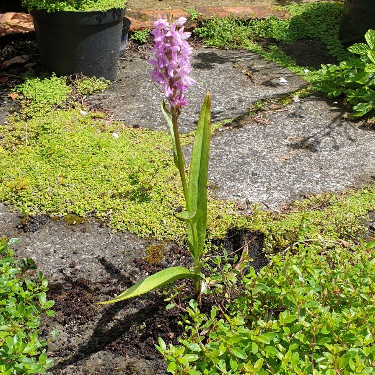 plant image 1082573 plant image 1082573