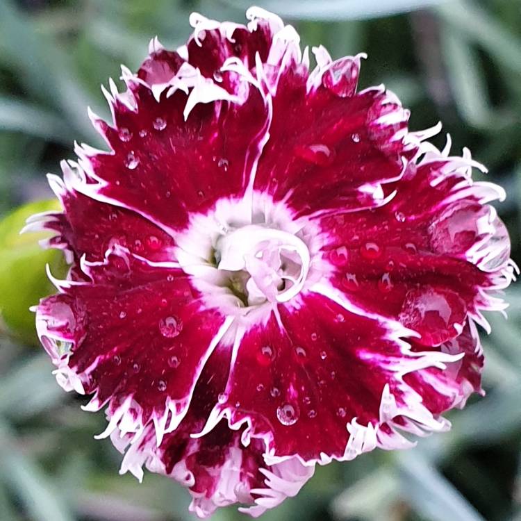 plant image 1083619