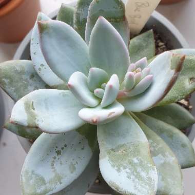 Echeveria Blue Bird