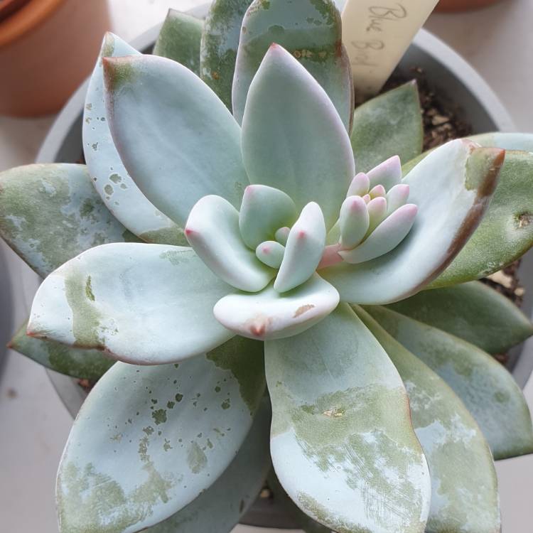 Plant image Echeveria Blue Bird