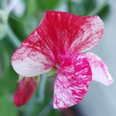 Lathyrus odoratus