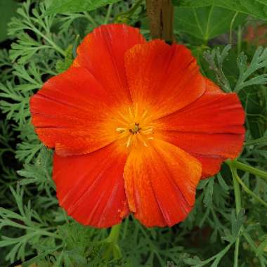 Eschscholzia californica
