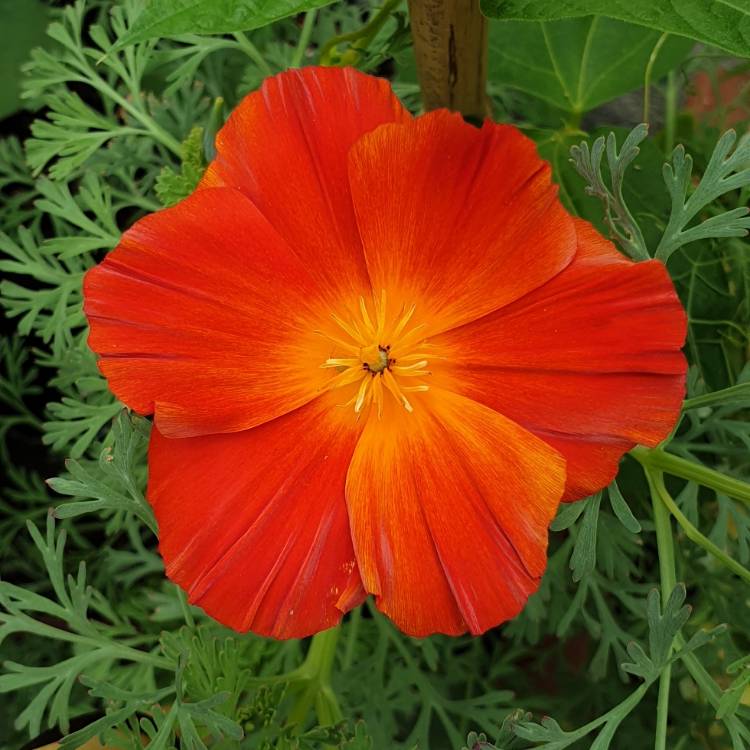 Plant image Eschscholzia californica
