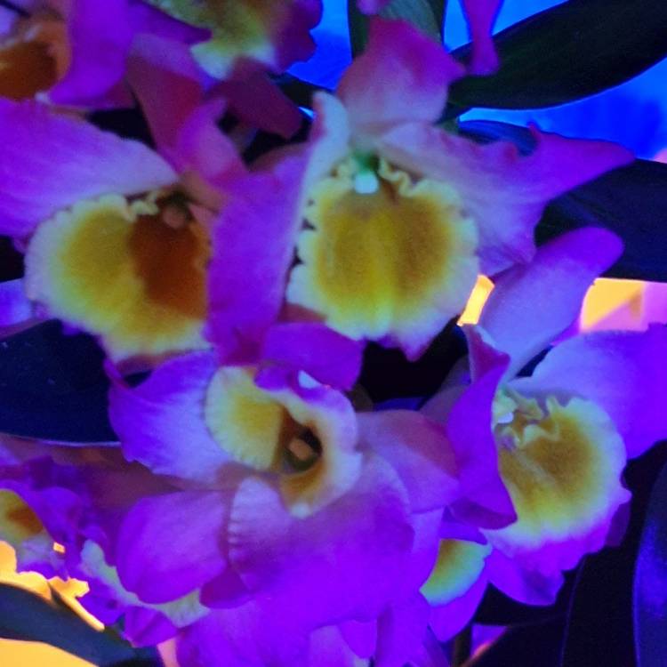 Plant image Dendrobium Fancy Angel 'Lycee'