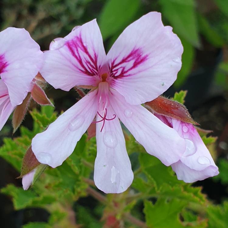 plant image 1161028