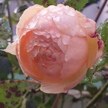 Rosa 'Wollerton Old Hall'