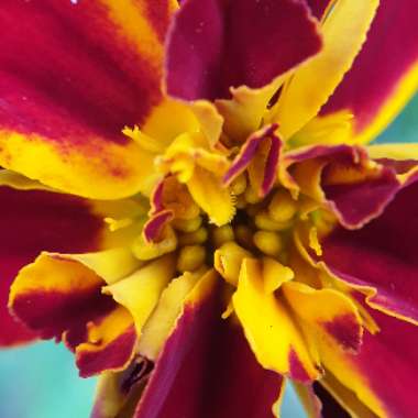 Tagetes