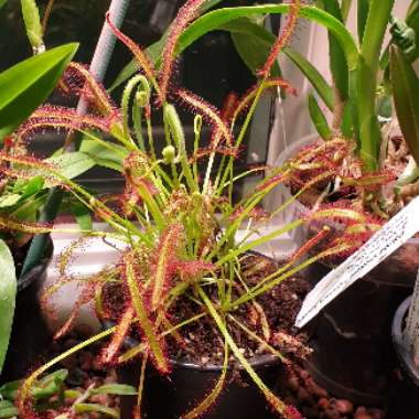 Drosera Capensis