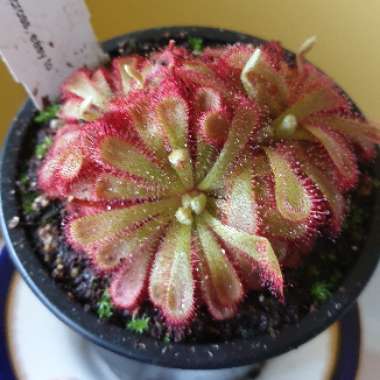 Drosera aliciae 'Sundew'