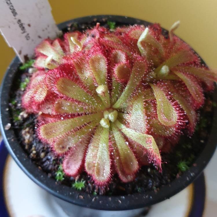 plant image 1177453