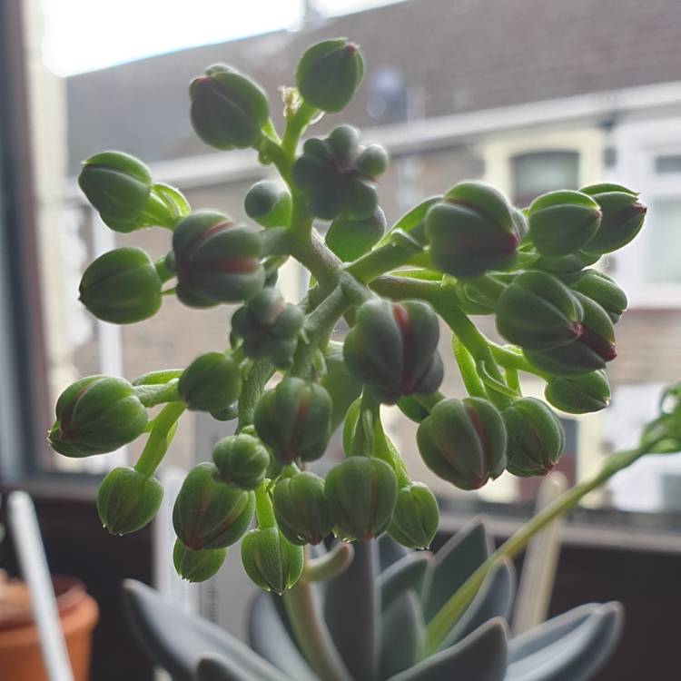 plant image 1184072