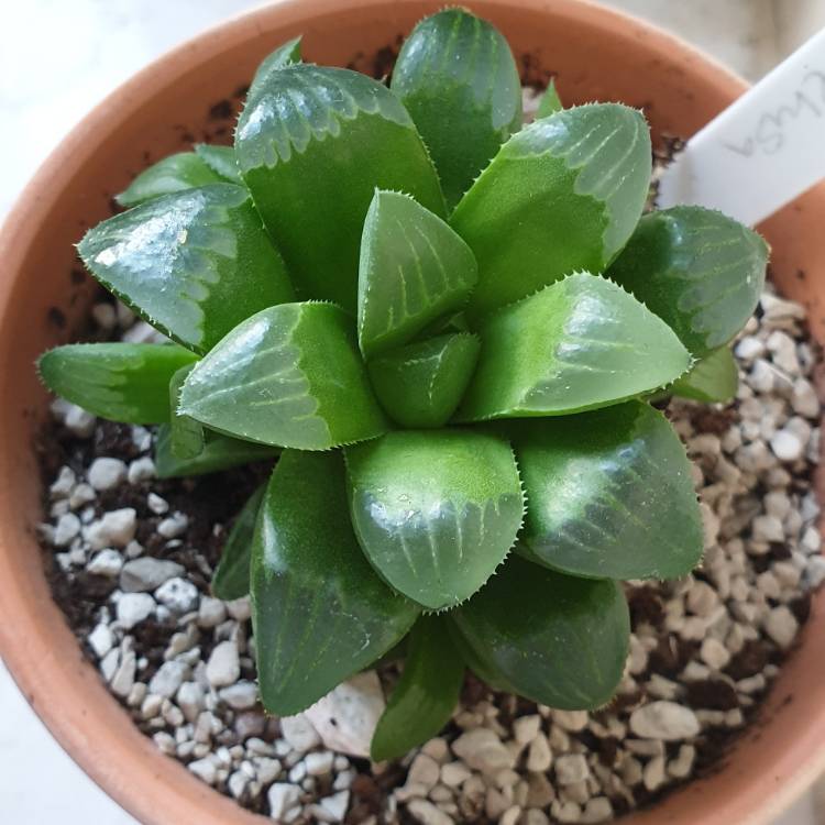 plant image 1185167