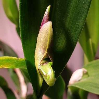 Prosthechea garciana