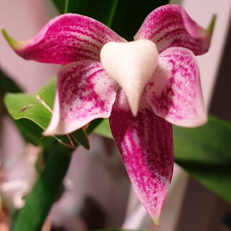 plant image 1198855