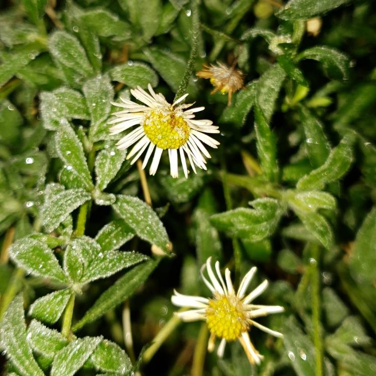 plant image 1205536 plant image 1205536