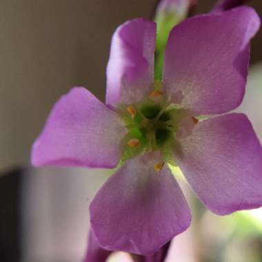 Drosera Capensis