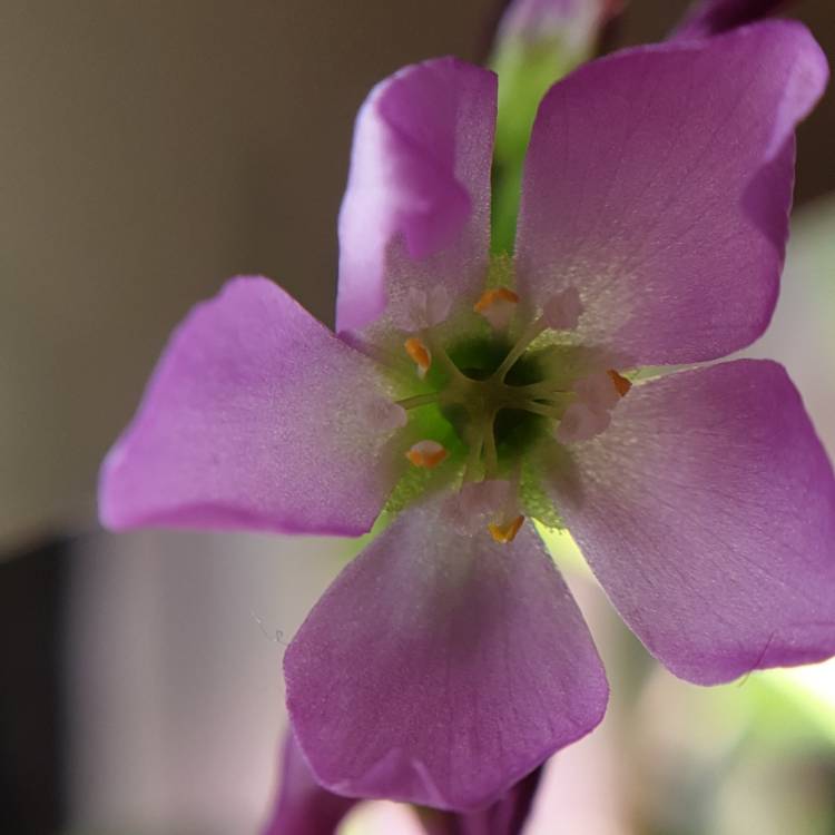 plant image 1209668