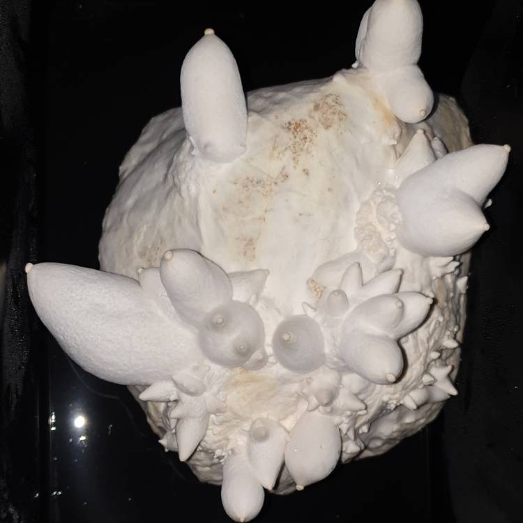 Plant image Pleurotus eryngii