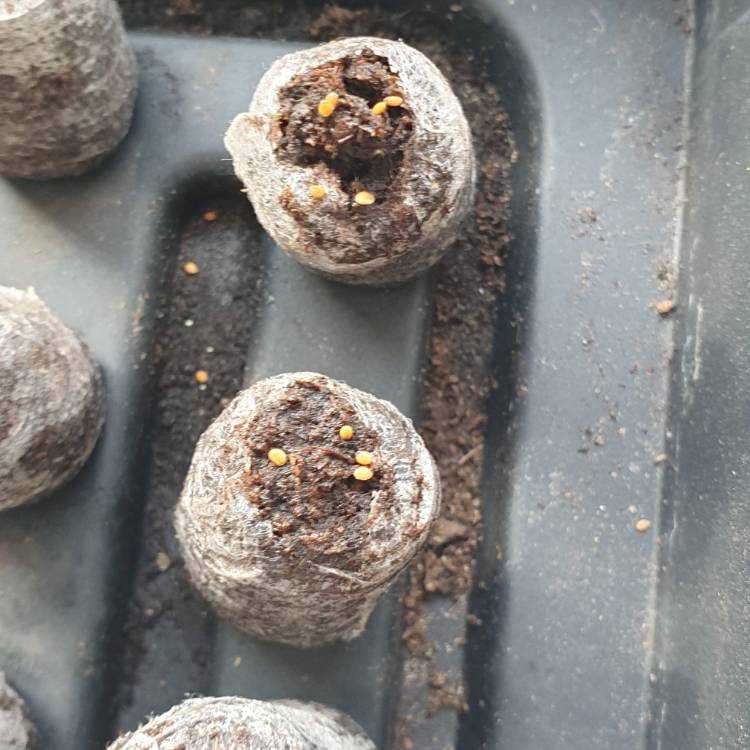 plant image 1226650
