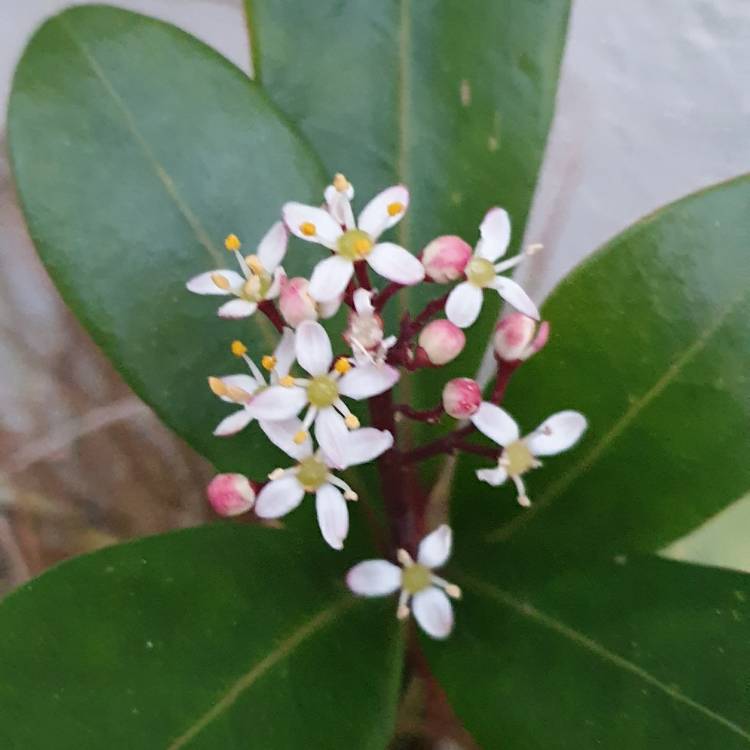 Plant image Skimmia japonica