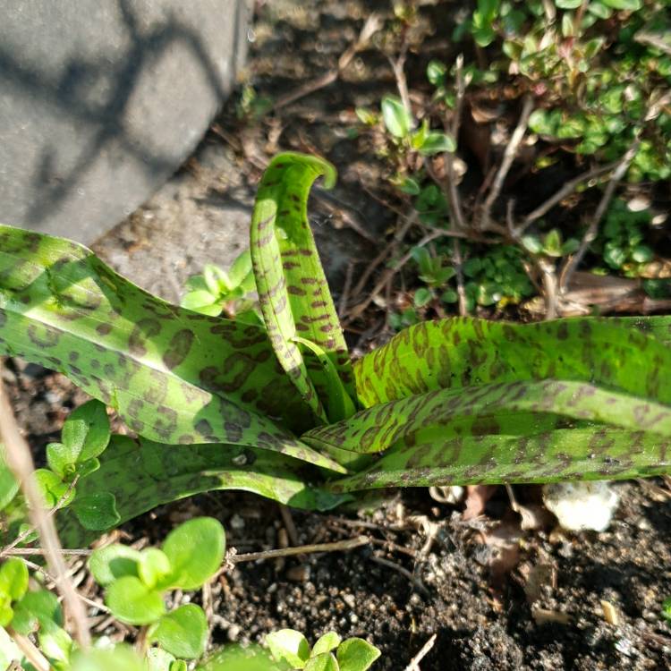 plant image 1277681 plant image 1277681