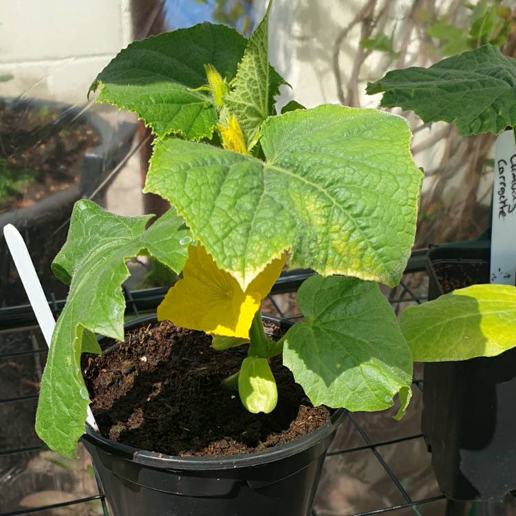 Plant image Cucumis sativus 'Burpless'